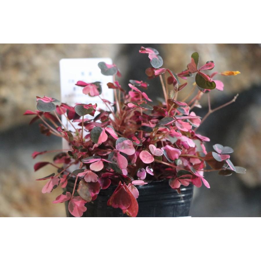斑入り オキザリス 雅 2.5ロングポット苗 寄せ植え 花壇 カラーリーフ