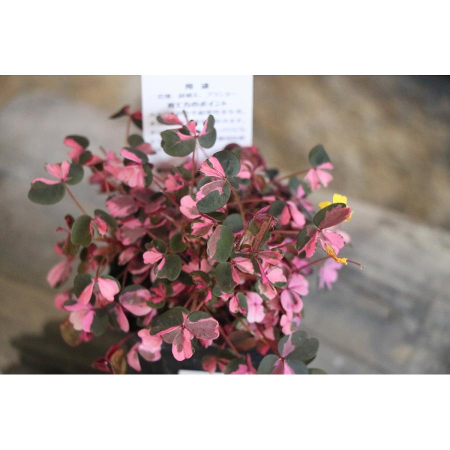 斑入り オキザリス 雅 2.5ロングポット苗 寄せ植え 花壇 カラーリーフ