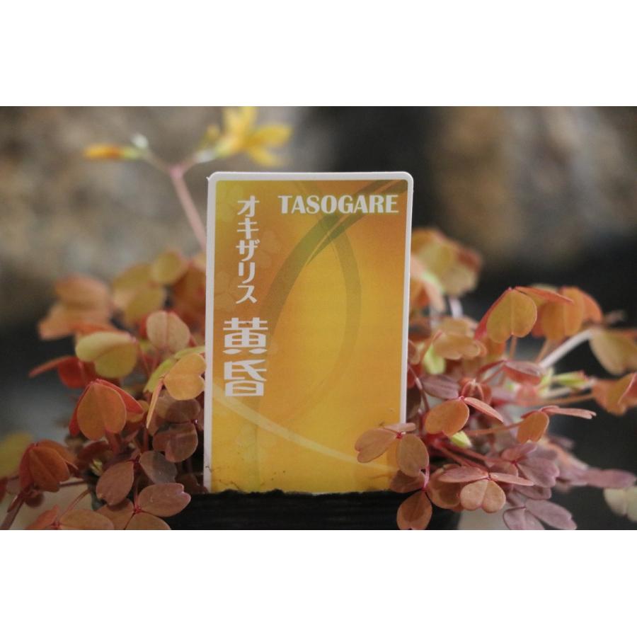 オキザリス 黄昏 2.5ロングポット苗 寄せ植え 花壇 カラーリーフ