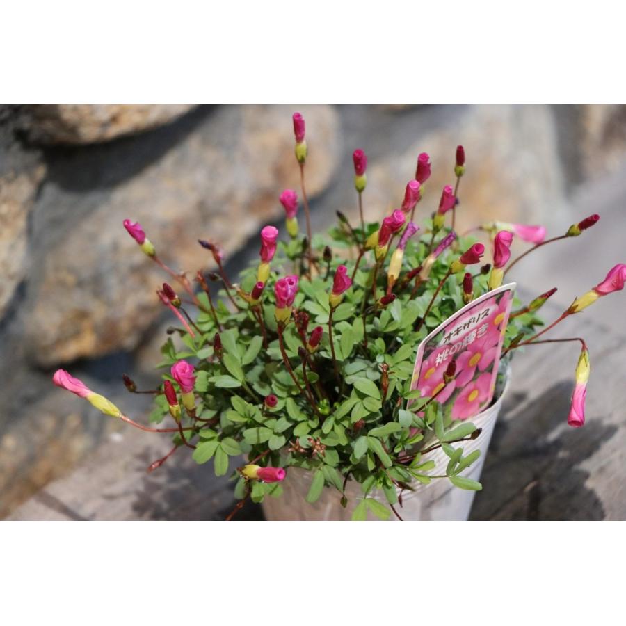 オキザリス 桃の輝き 3.5号ポット苗 寄せ植え 花壇 : グリーンプラザ山