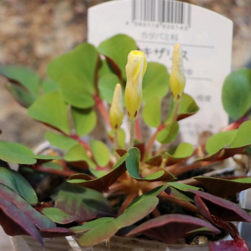 有度山 赤 絵鉢 長方 zubairfurnishing.com