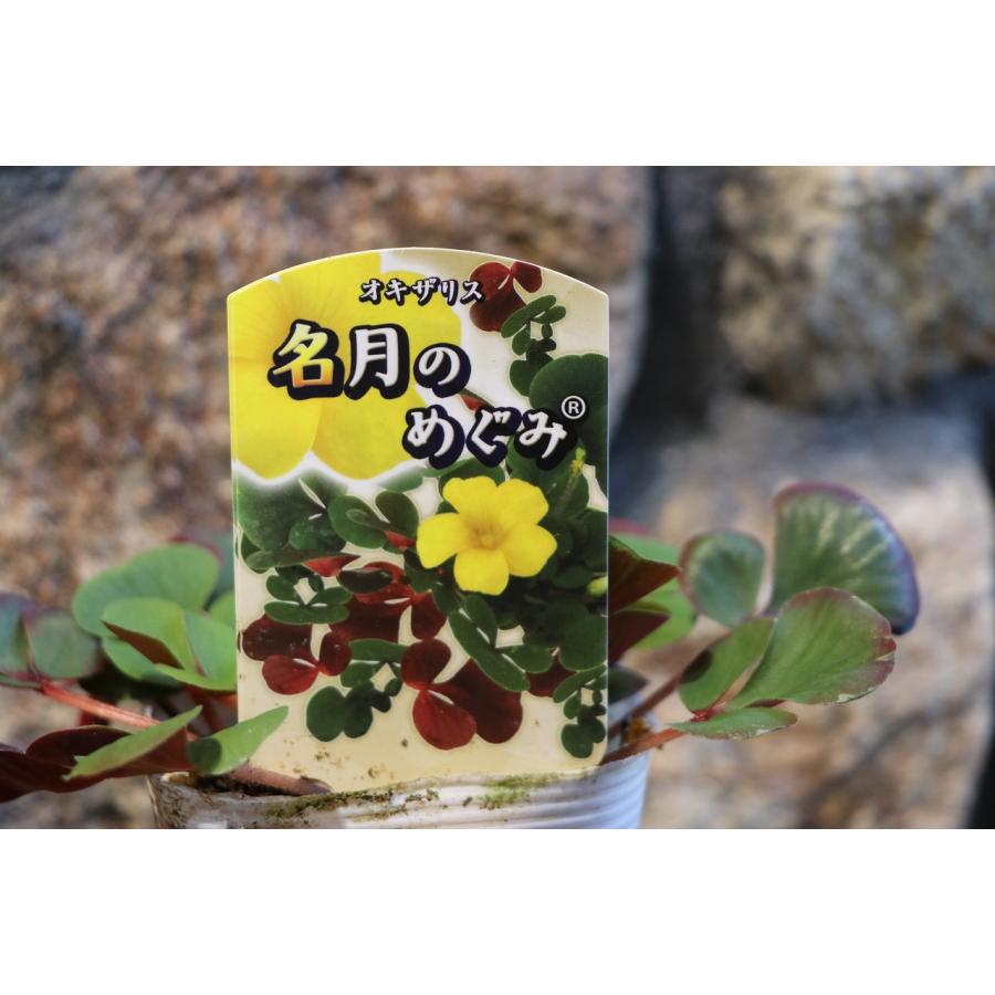 オキザリス 名月のめぐみ 3.5号ポット苗 寄せ植え 花壇 鉢植え お洒落