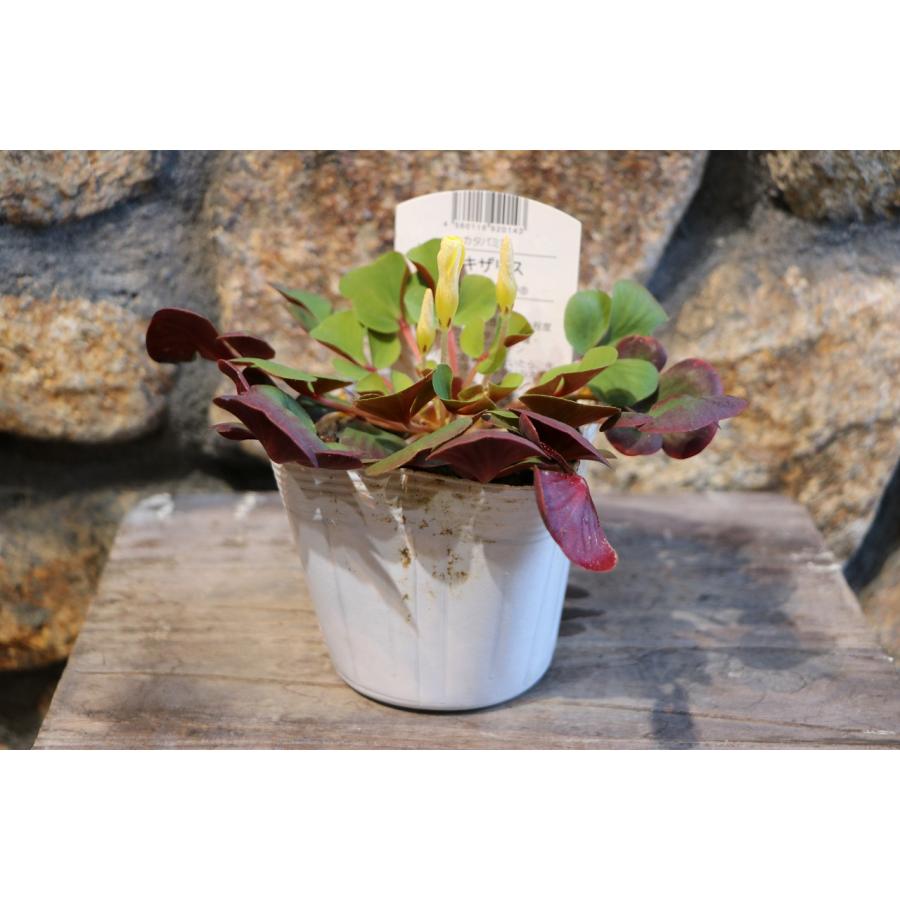 オキザリス 名月のめぐみ 3.5号ポット苗 寄せ植え 花壇 鉢植え お洒落