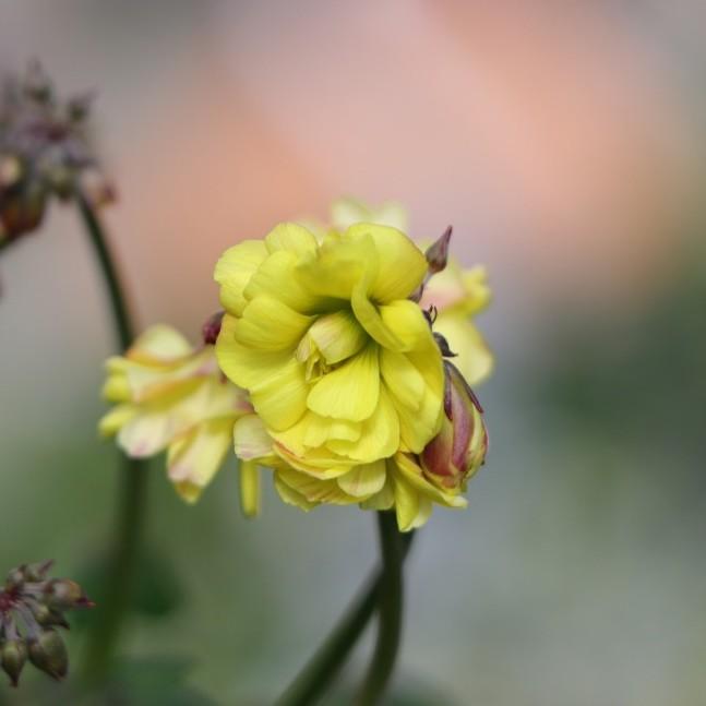 八重咲き黄花 オキザリス ダブルイエロー 3.5号ポット苗 寄せ植え 花壇