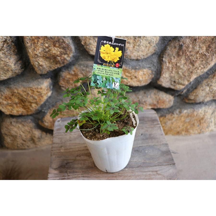 八重咲き黄花 オキザリス ダブルイエロー 3.5号ポット苗 寄せ植え 花壇