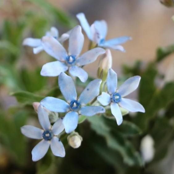 オキシペタラム ブルースター 3 5号ポット苗 寄せ植え 花壇 Oxypetalum1 グリーンプラザ山長ヤフーショッピング店 通販 Yahoo ショッピング