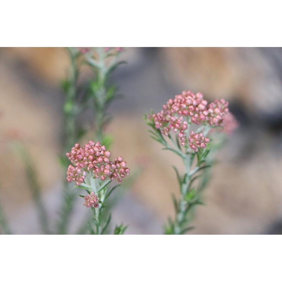 ライスフラワー カシスピンク 3号ポット苗 寄せ植え 花壇 Ozothamnus1 グリーンプラザ山長 通販 Yahoo ショッピング