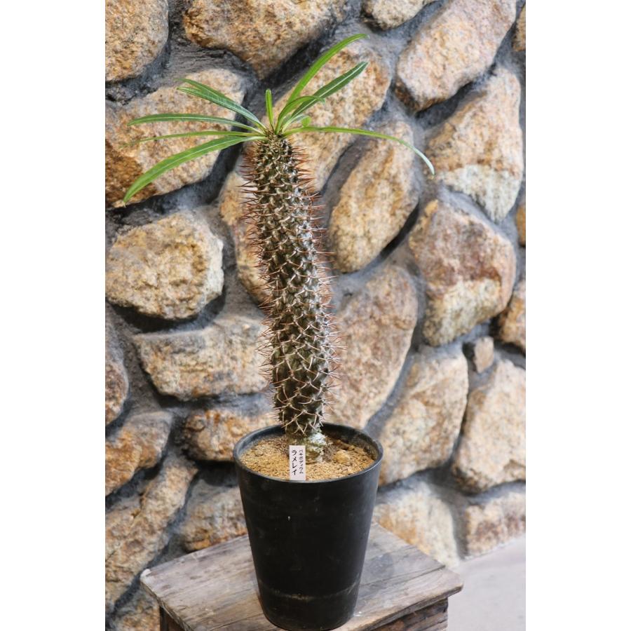 送料無料】【現品5】 多肉植物 パキポディウム ラメレイ 5号鉢 現品5
