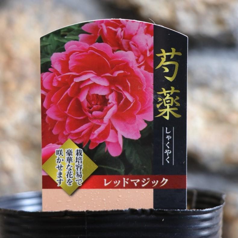 プレミアムシャクヤク レッドマジック 4号ポット苗 芍薬 シャクヤク