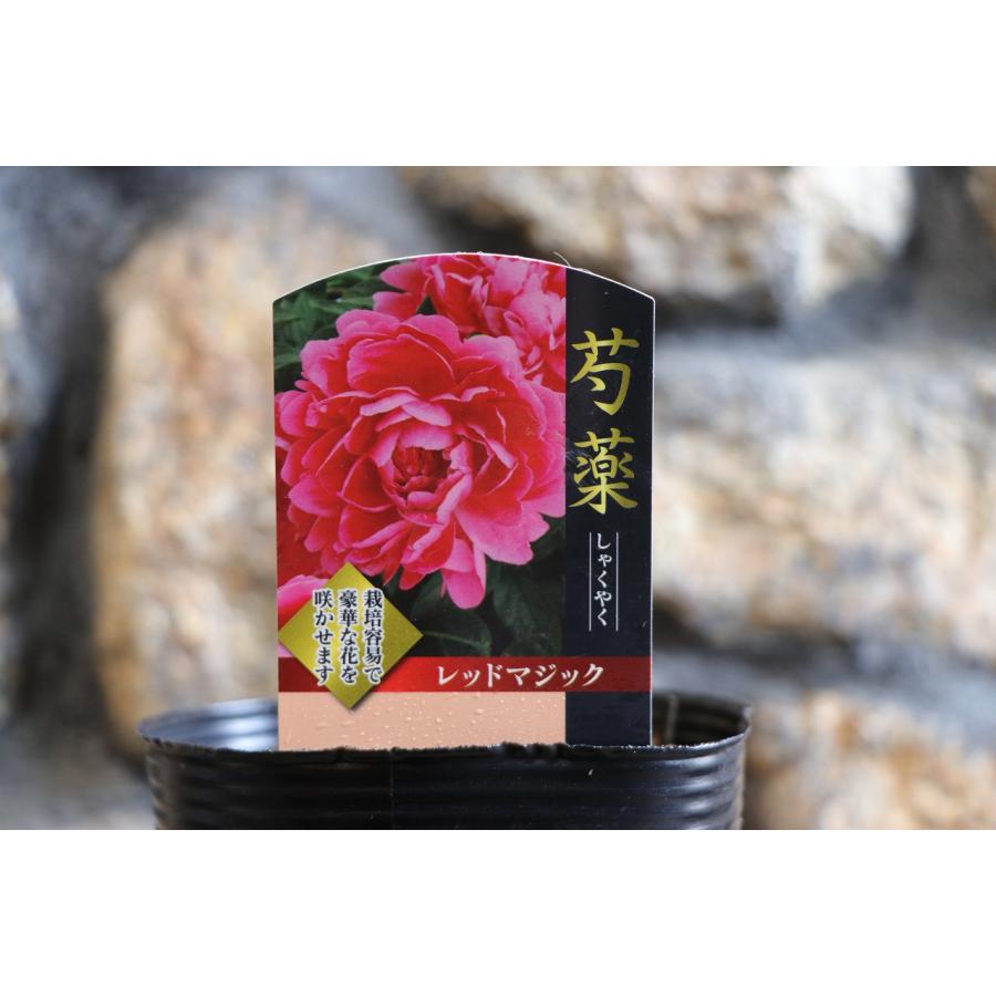 プレミアムシャクヤク レッドマジック 4号ポット苗 芍薬 シャクヤク