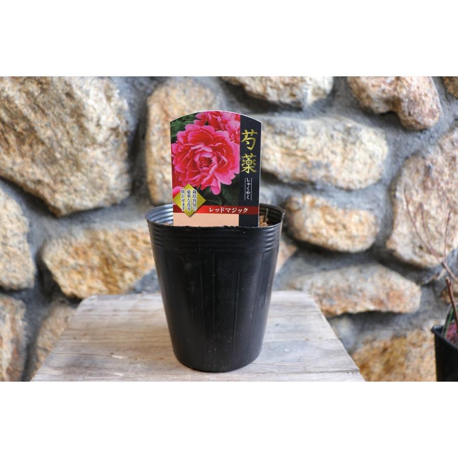 山芍薬　赤花　鉢ごと発送 芍薬 苗 18cmポット 赤花種 花苗 大株 しゃくやく シャクヤク