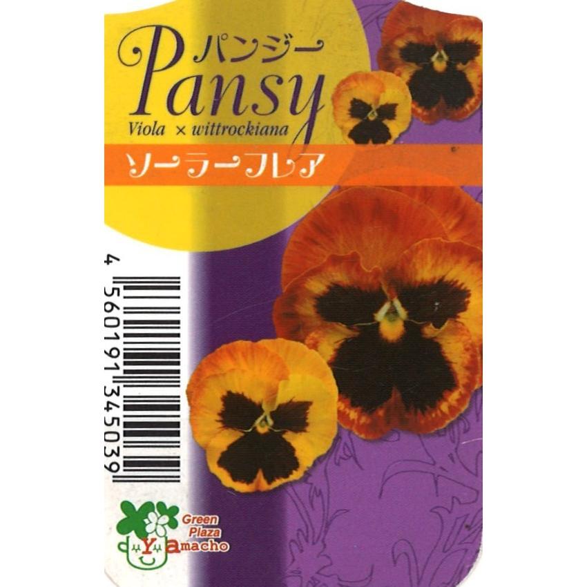 パンジー ソーラーフレア 3号ポット苗 寄せ植え 花壇 : グリーンプラザ