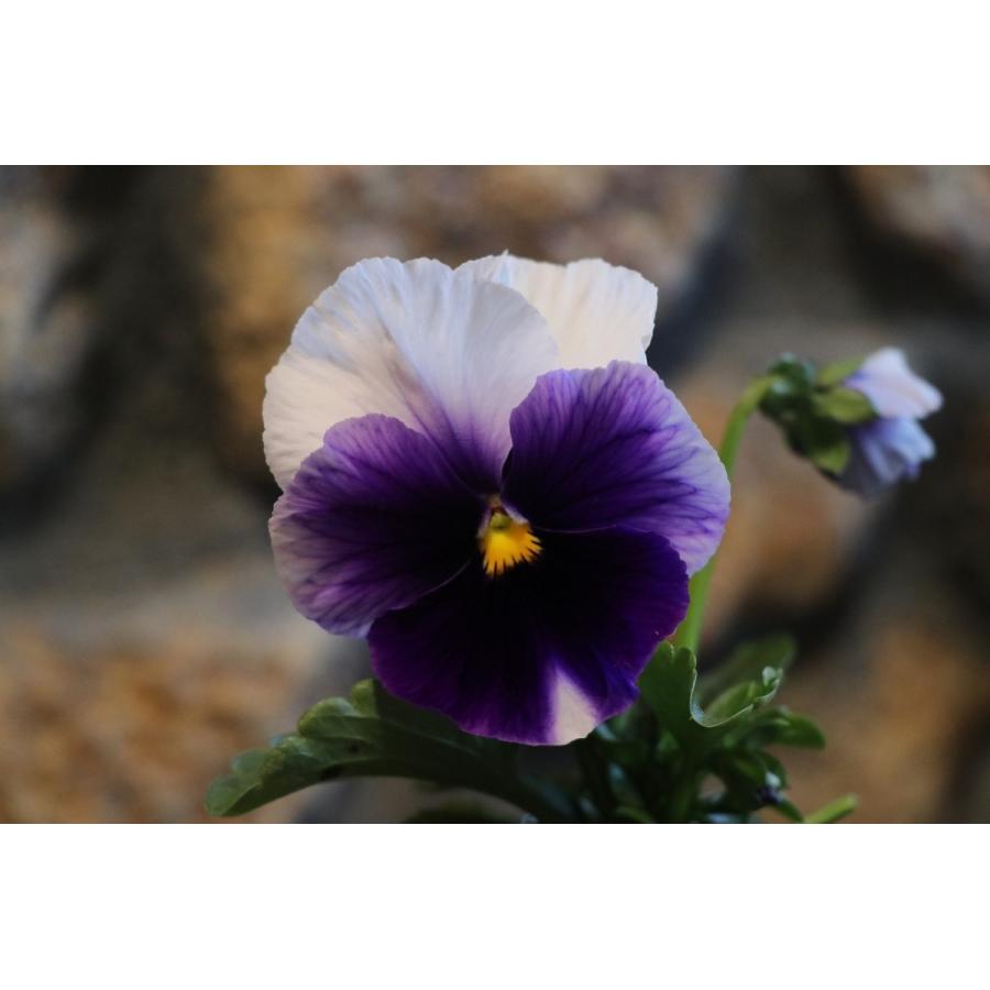 パンジー ビーコンブルー 3号ポット苗 寄せ植え 花壇 :pansy28:グリーンプラザ山長ヤフーショッピング店 - 通販 - Yahoo!ショッピング パンジー ビーコンブルー 3号ポット苗 寄せ植え 花壇 :pansy28:グリーンプラザ山長ヤフーショッピング店 - 通販 - Yahoo!ショッピング