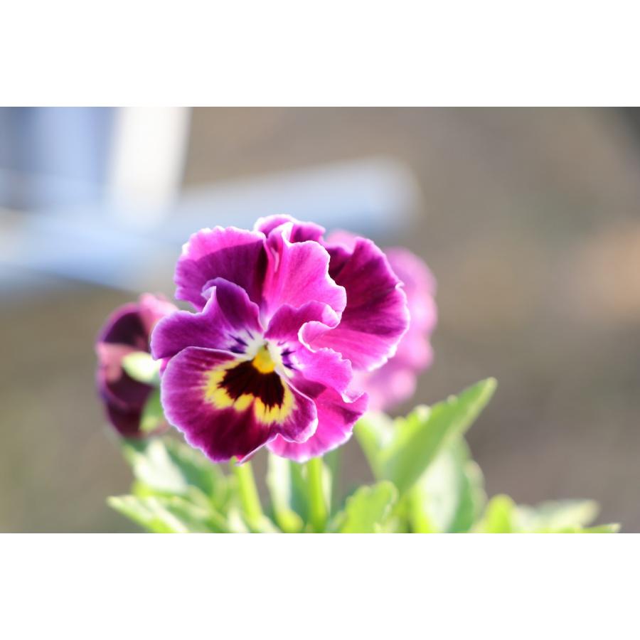 イマンパンジー　ミディ缶 楽天市場】パンジーとビオラ 花苗 各12個ずつ24個 カラーミックス（3色