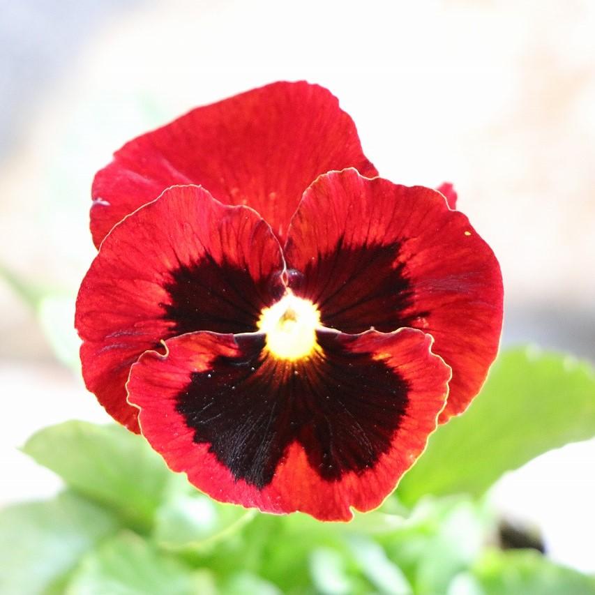 パンジー レッドブロッチ 3.5号ポット苗 寄せ植え 鉢植え 花壇 お洒落