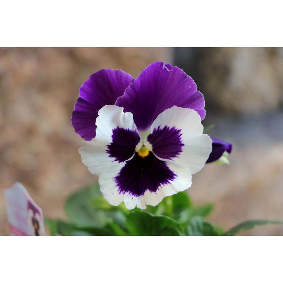 ◆◆専用　パンジーなど♥花苗ポットごと発送♥ パンジー 花苗 定番の全色MIX 5-6品種 12ポットセット 中大輪