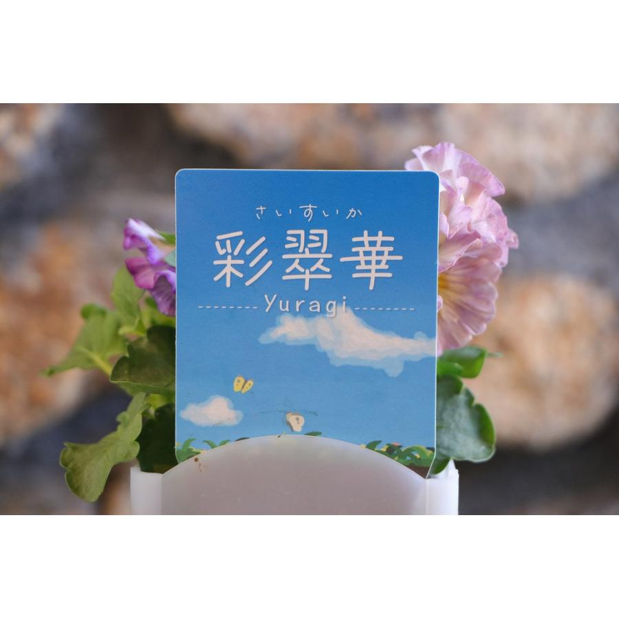 フリル咲き パンジー 彩翠華 yuragi ゆらぎ アソート 2.5号開閉式鉢