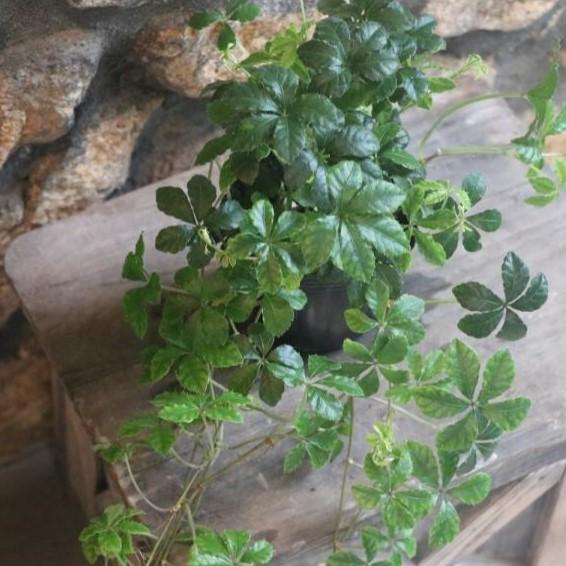 シッサス シュガーバイン 3号ポット苗 観葉植物 Parthenocissus グリーンプラザ山長 通販 Yahoo ショッピング