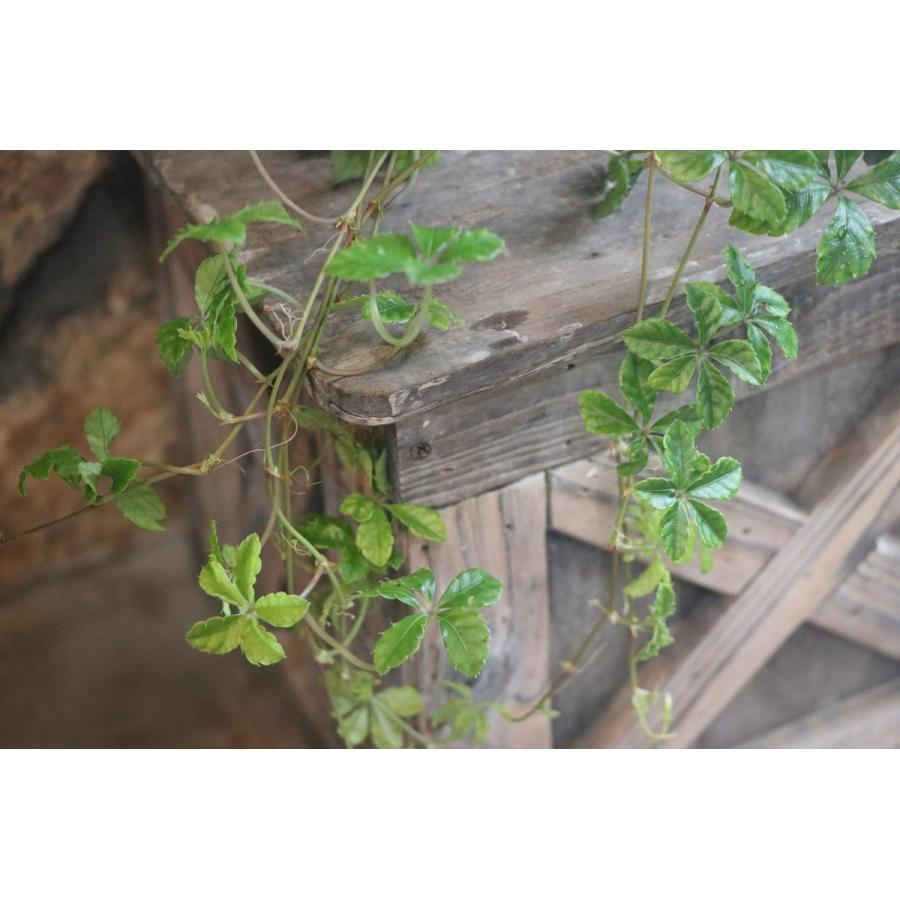 シッサス シュガーバイン 3号ポット苗 観葉植物 Parthenocissus グリーンプラザ山長 通販 Yahoo ショッピング