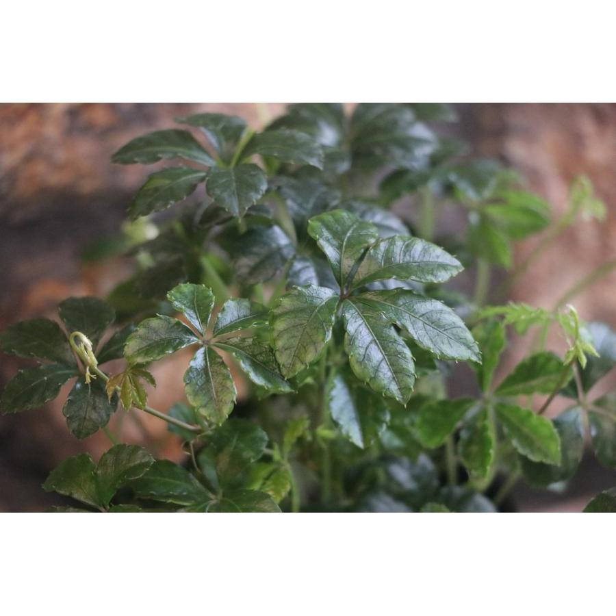 シッサス シュガーバイン 3号ポット苗 観葉植物 Parthenocissus グリーンプラザ山長 通販 Yahoo ショッピング