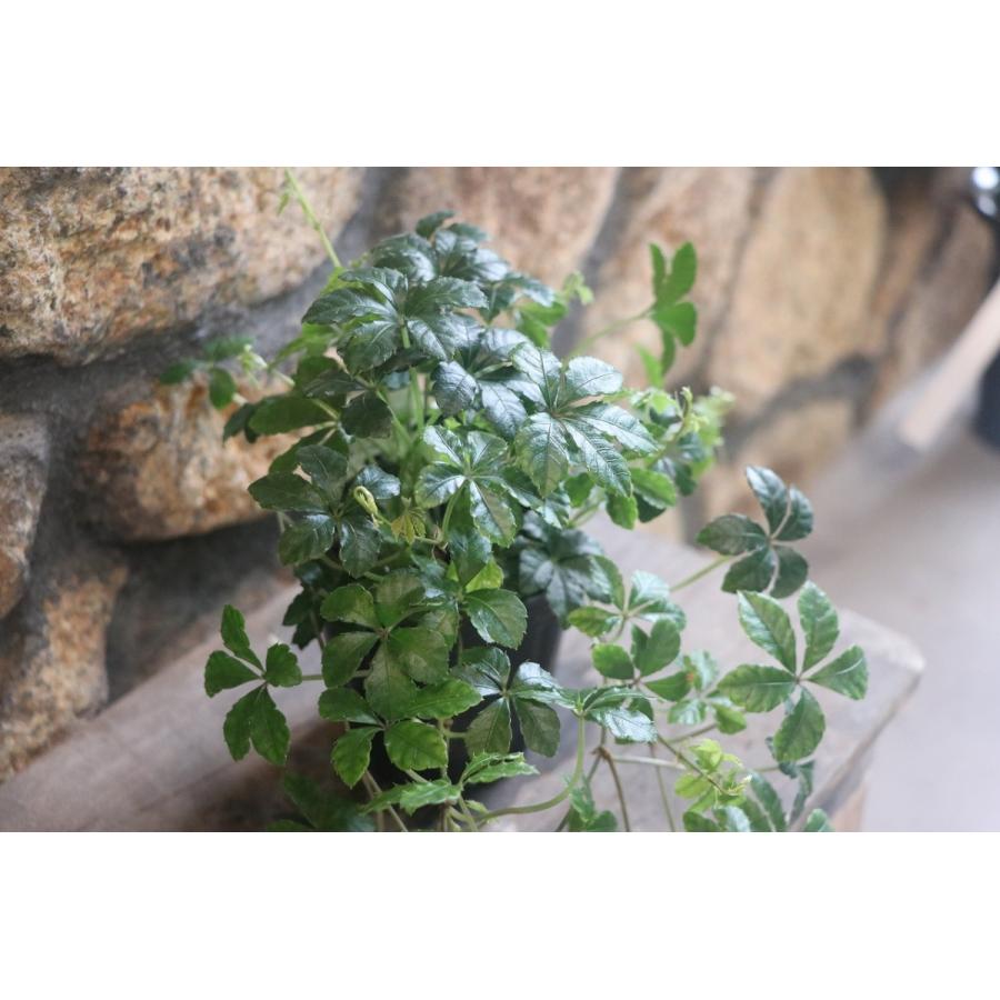 シッサス シュガーバイン 3号ポット苗 観葉植物 Parthenocissus グリーンプラザ山長 通販 Yahoo ショッピング