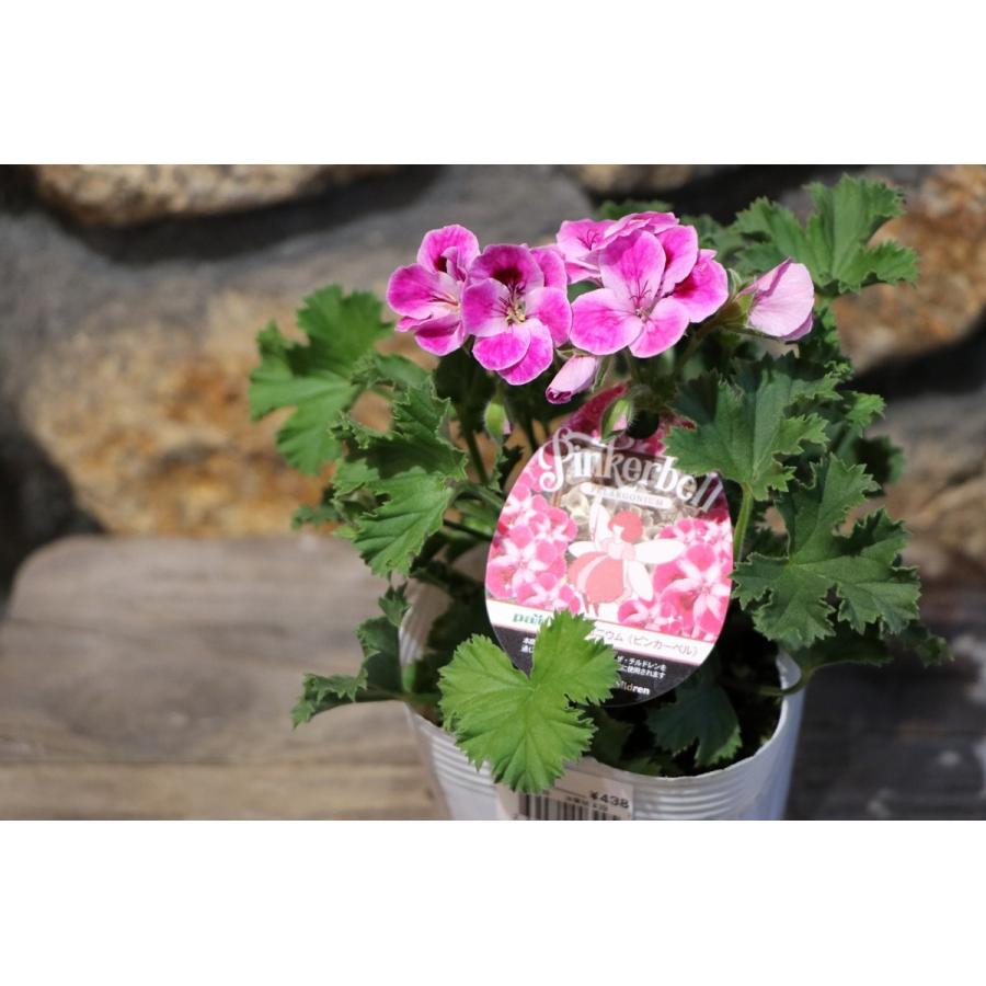 ペラルゴニウム ピンカーベル 3.5号ポット苗 寄せ植え 花壇 : グリーン