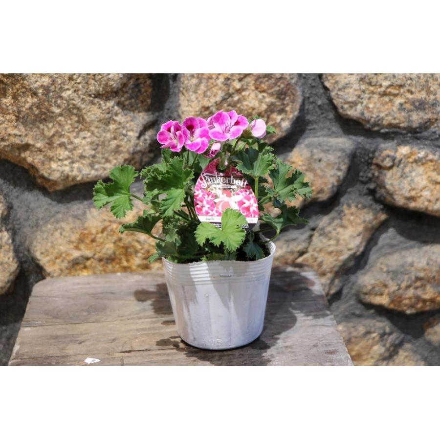 ペラルゴニウム ピンカーベル 3.5号ポット苗 寄せ植え 花壇 : グリーン