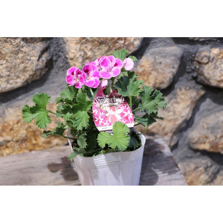 ペラルゴニウム ピンカーベル 3.5号ポット苗 寄せ植え 花壇 : グリーン