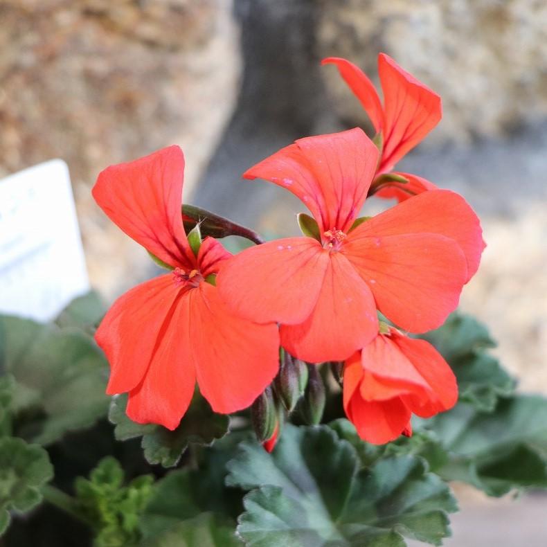 ゼラニウム カリエンテ オレンジ 3.5号ポット苗 ゼラニューム 寄せ植え