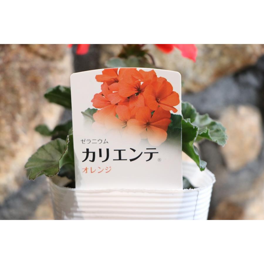 ゼラニウム カリエンテ オレンジ 3.5号ポット苗 ゼラニューム 寄せ植え