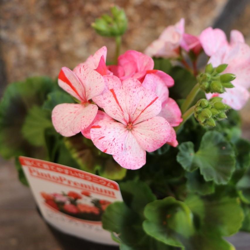 ゼラニウム ピントプレミアム 絞り咲き ピンク 3.5号ポット苗