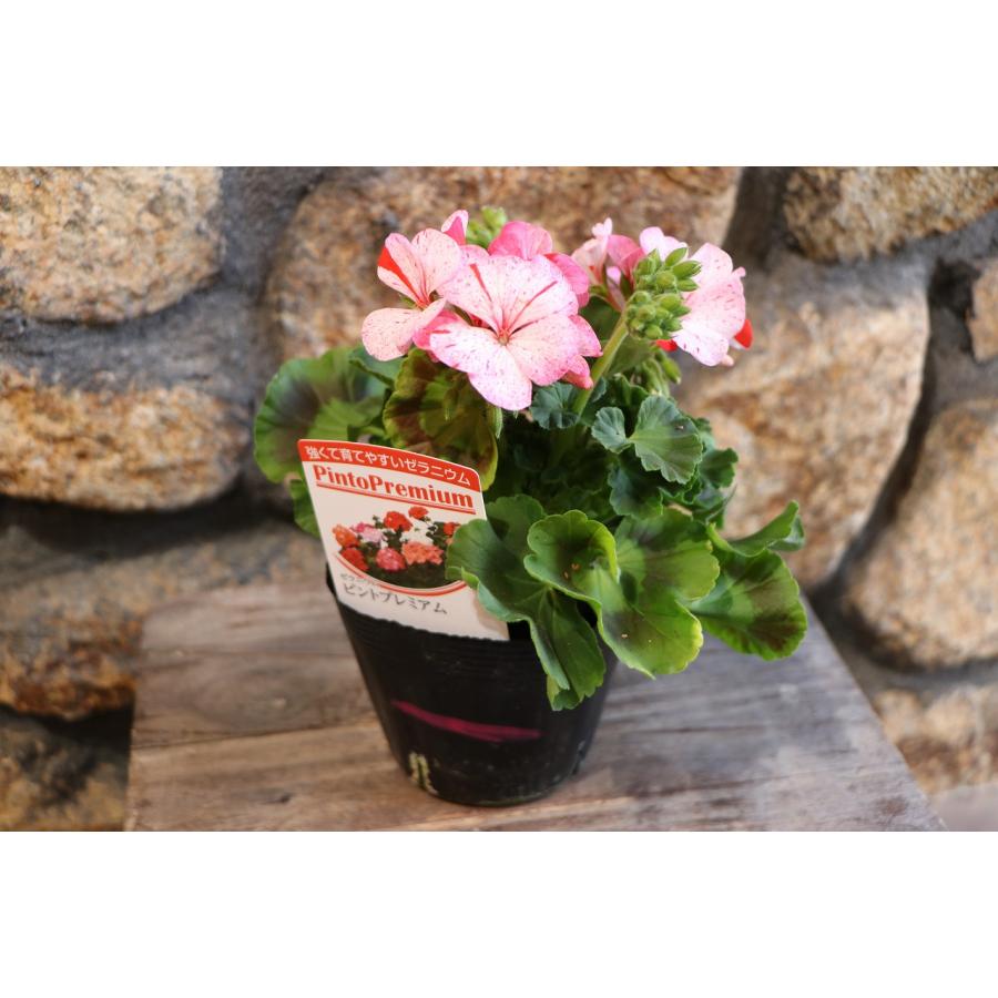 ゼラニウム ピントプレミアム 絞り咲き ピンク 3.5号ポット苗
