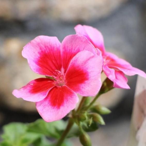 ゼラニウム カリオペ ローズスプラッシュ 3 5号ポット苗 寄せ植え 花壇 Pelargoniumhybrid3 グリーンプラザ山長ヤフーショッピング店 通販 Yahoo ショッピング