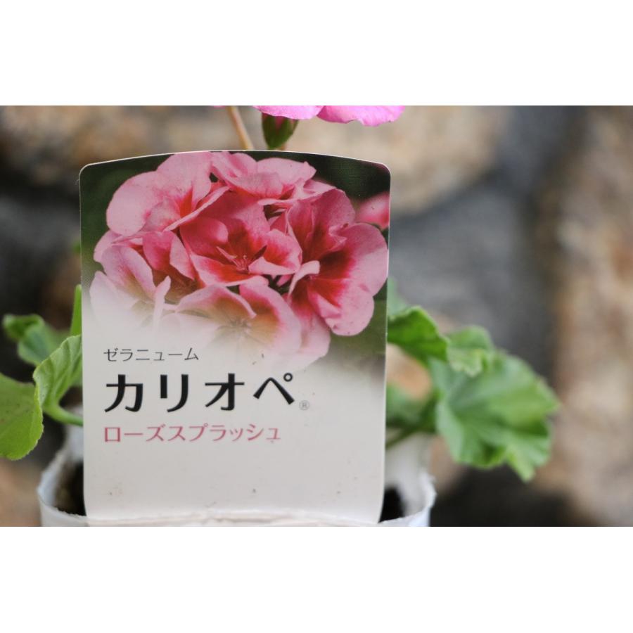 ゼラニウム ローズスプラッシュ 苗