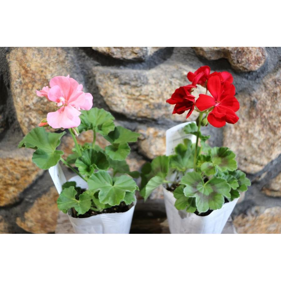 ゼラニウム カリオペ ローズスプラッシュ 3 5号ポット苗 寄せ植え 花壇 Pelargoniumhybrid3 グリーンプラザ山長ヤフーショッピング店 通販 Yahoo ショッピング
