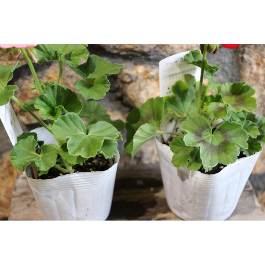 ゼラニウム ローズスプラッシュ 苗