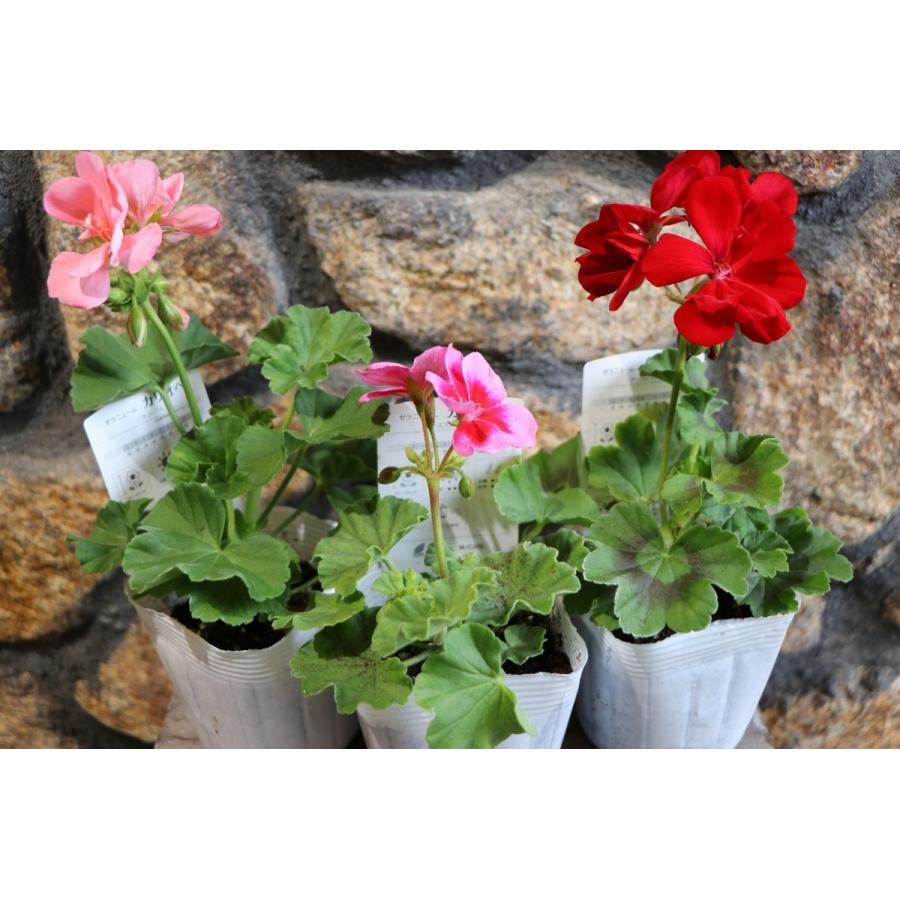 ゼラニウム カリオペ ローズスプラッシュ 3 5号ポット苗 寄せ植え 花壇 Pelargoniumhybrid3 グリーンプラザ山長ヤフーショッピング店 通販 Yahoo ショッピング