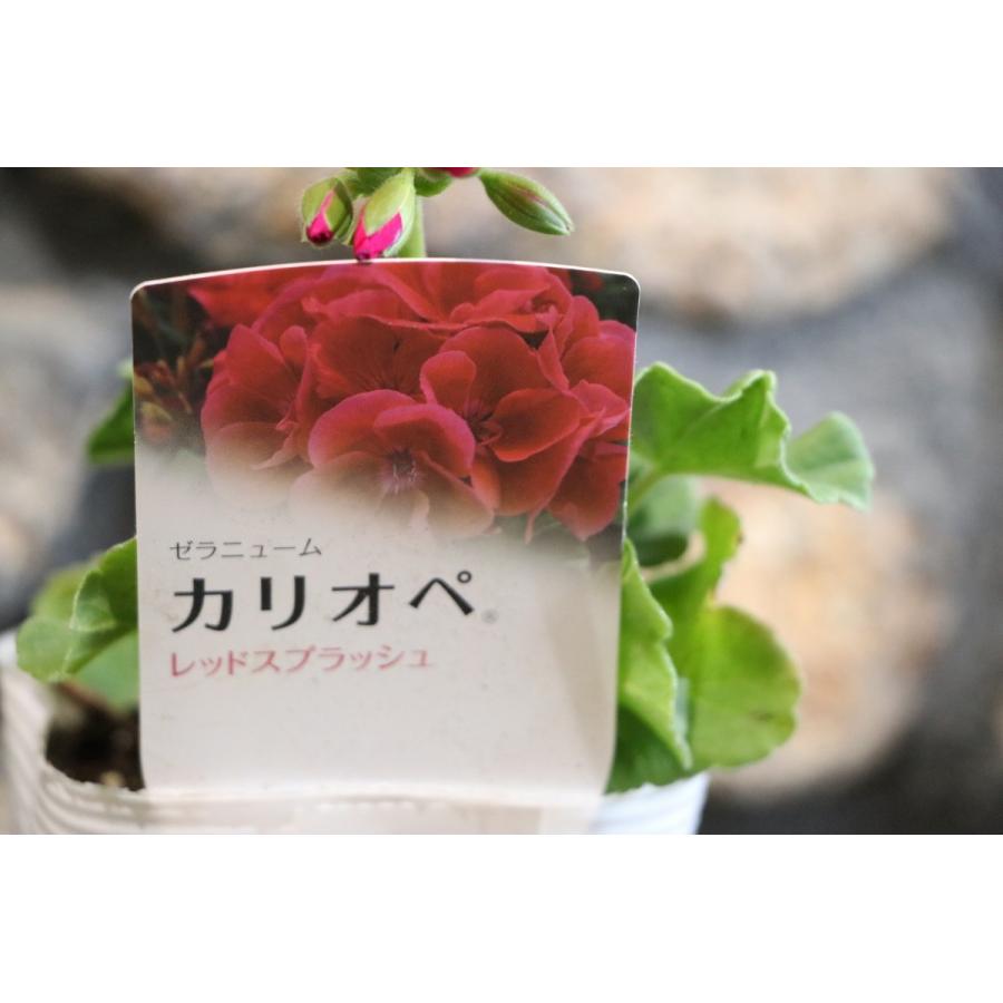 ゼラニウム カリオペ レッドスプラッシュ 3 5号ポット苗 寄せ植え 花壇 Pelargoniumhybrid4 グリーンプラザ山長ヤフーショッピング店 通販 Yahoo ショッピング
