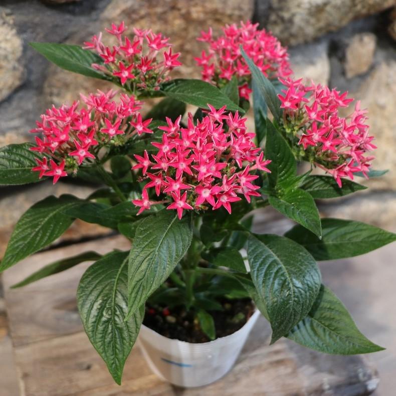 ペンタス レッド 3〜3.5号ポット苗 寄せ植え 鉢植え 花壇 お洒落