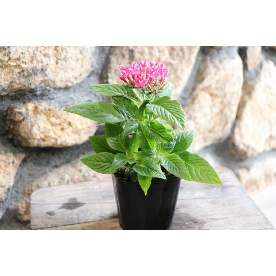 ペンタス ピンク 3 3 5号ポット苗 寄せ植え 花壇 Pentas2 グリーンプラザ山長 通販 Yahoo ショッピング