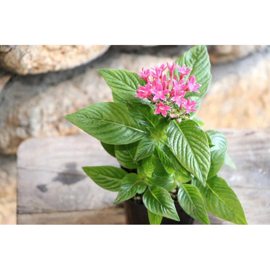 ペンタス ピンク 3 3 5号ポット苗 寄せ植え 花壇 Pentas2 グリーンプラザ山長 通販 Yahoo ショッピング