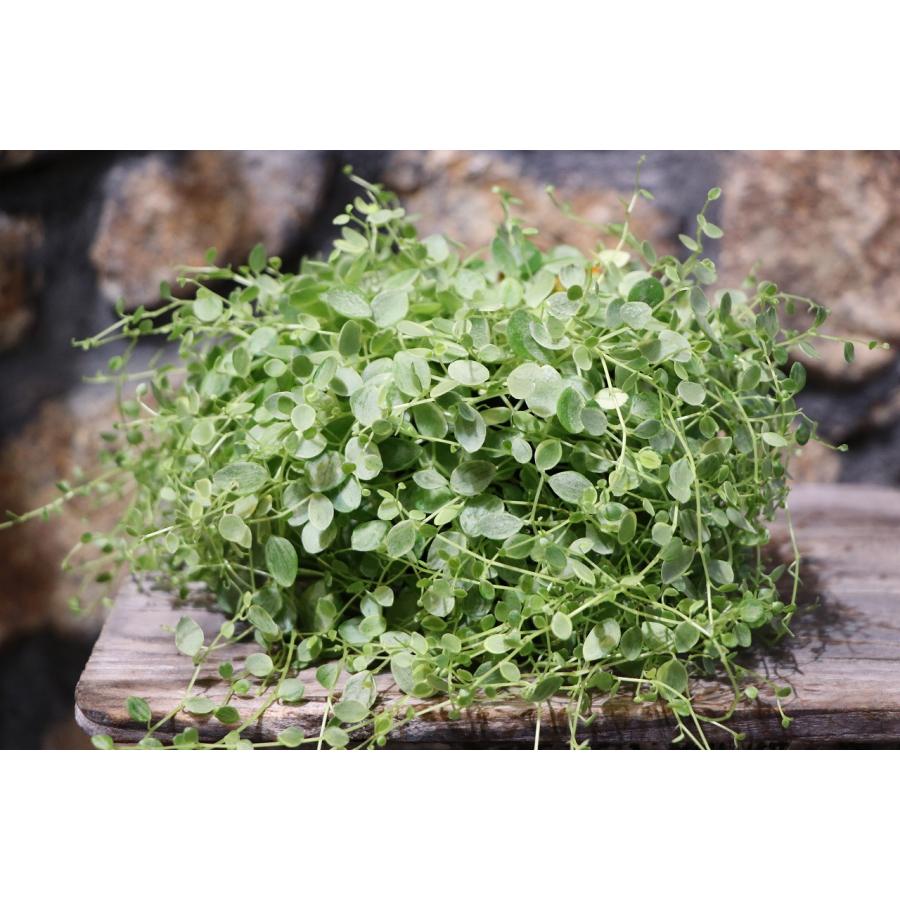 ペペロミア 美依子 3号ポット苗 観葉植物 鉢植え お洒落 おしゃれ