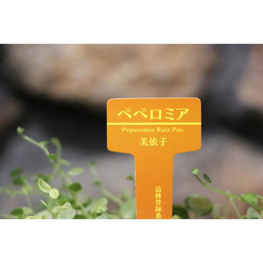 ペペロミア 美依子 3号ポット苗 観葉植物 鉢植え お洒落 おしゃれ