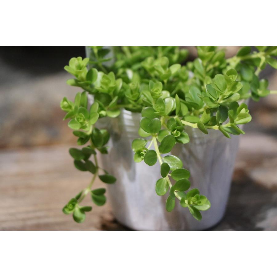 ペペロミア デピーナ 3〜3.5号ポット苗 アロマぺぺ 観葉植物 鉢植え