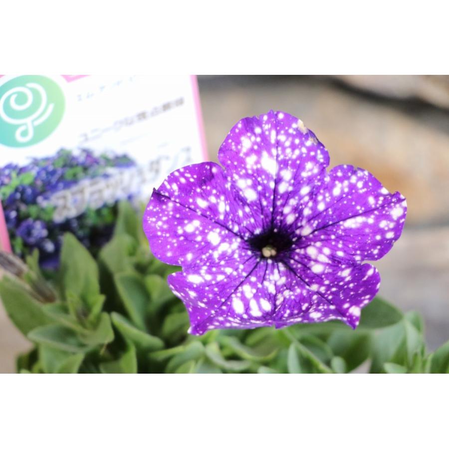 ペチュニア スプラッシュダンス ボレロブルー 3 5号ポット苗 寄せ植え 花壇 Petunia1 グリーンプラザ山長ヤフーショッピング店 通販 Yahoo ショッピング