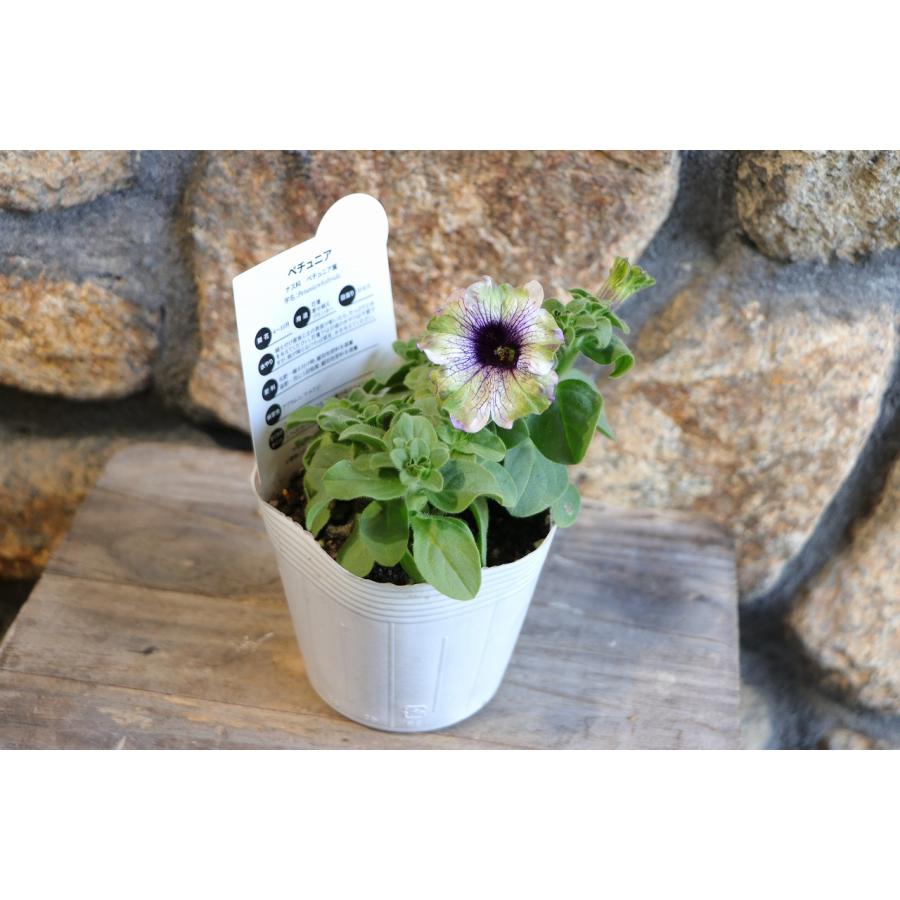 ペチュニア アマゾナス プラムコカトゥー 3.5号ポット苗 寄せ植え