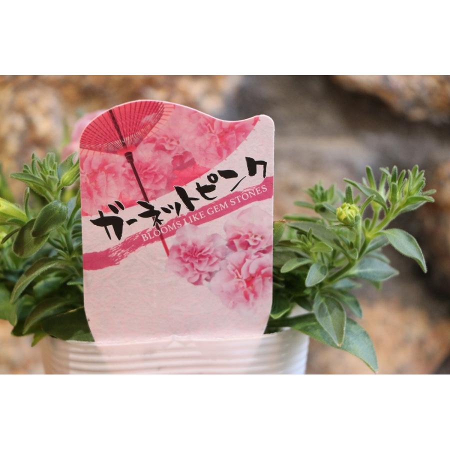 八重咲き ペチュニア ガーネットピンク 3.5号ポット苗 寄せ植え 花壇｜gp-yamacho｜02