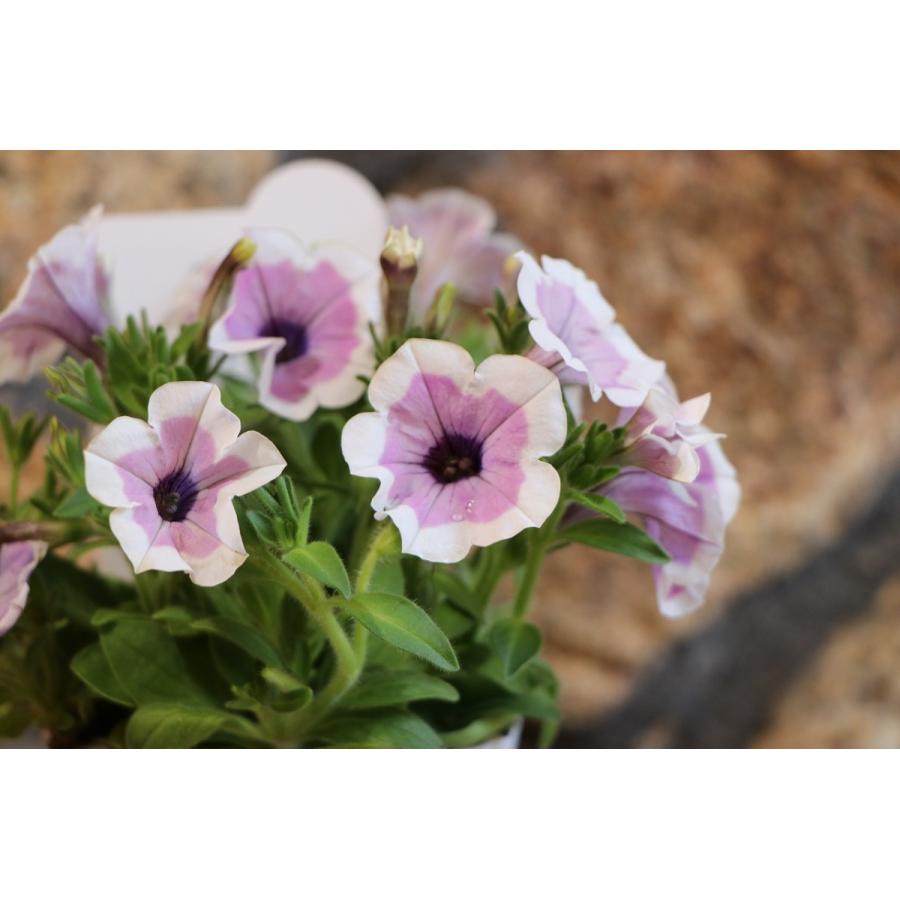 ペチュニア 大人可愛い 4/5値下げ 現品限り 【ご購入検討中】寄せ植え花 ペチュニア グリーンプラザ山長 : 花壇 寄せ植え 3.5号ポット苗 純翠 フラワーアレンジメント