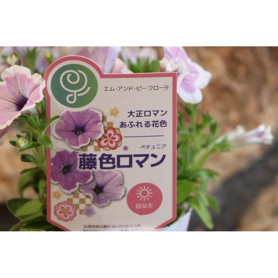 【ご購入検討中】寄せ植え花 現品限り 4/5値下げ 大人可愛い ペチュニア ペチュニア 藤色ロマン 3.5号ポット苗 寄せ植え 花壇 : グリーンプラザ