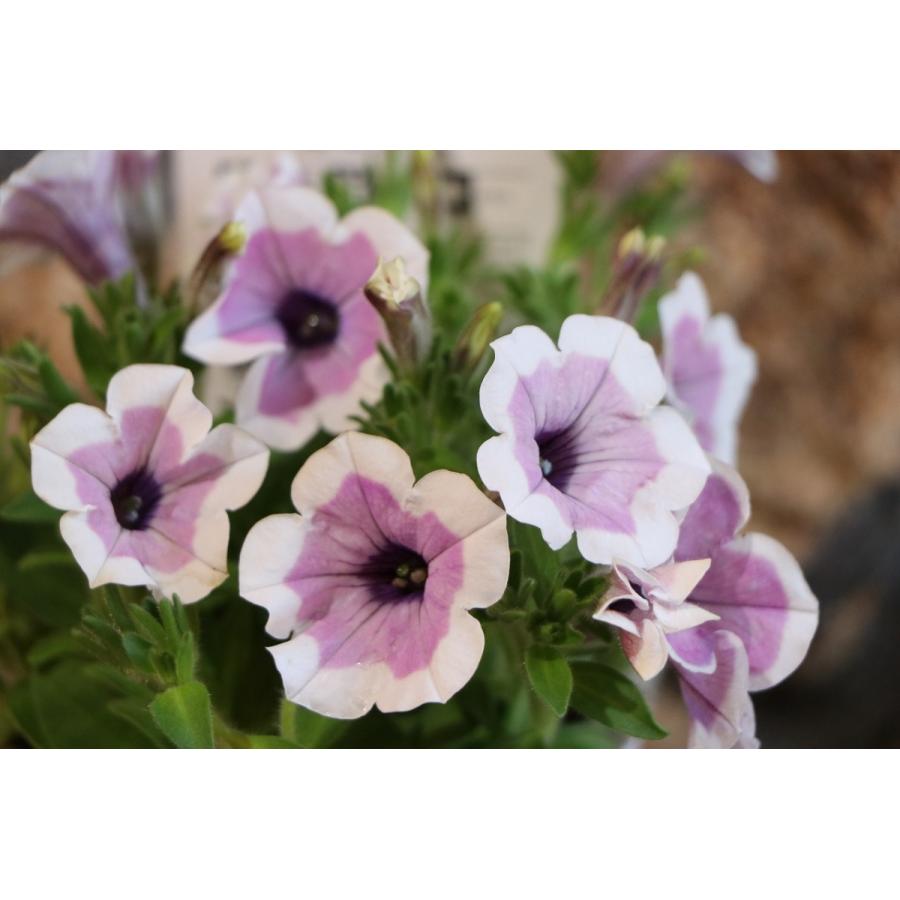 【ご購入検討中】寄せ植え花 現品限り 4/5値下げ 大人可愛い ペチュニア 大人可愛い！」春の寄せ植え※寄せ植えセット 鉢花 寄せ植え